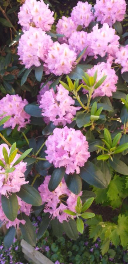 Residence Lilac 자벤템 외부 사진